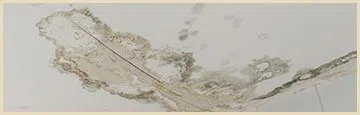 logo-image - banner-damage-wgr-35
